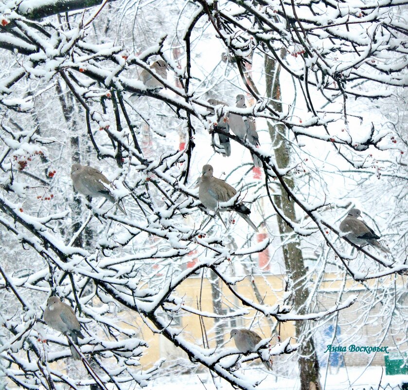 Гулюшки на рябине под моим окном. - Восковых Анна Васильевна Гулюшки на рябине под моим окном. - Восковых Анна Васильевна