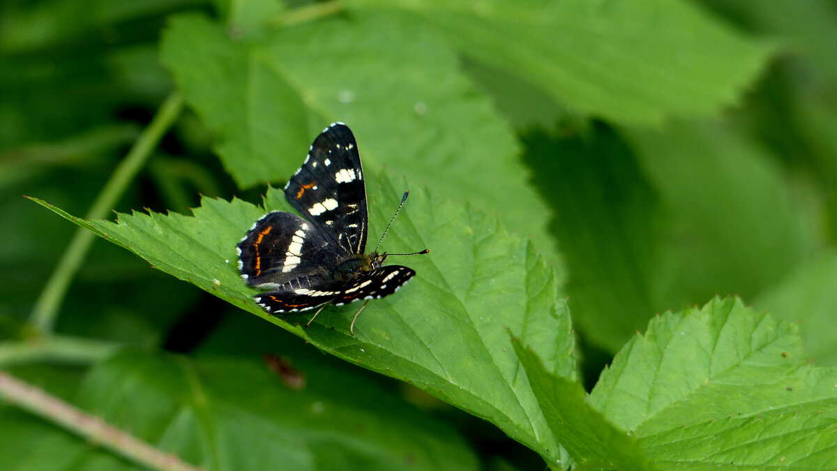 опять про бабочек 76 - Александр Прокудин опять про бабочек 76 - Александр Прокудин