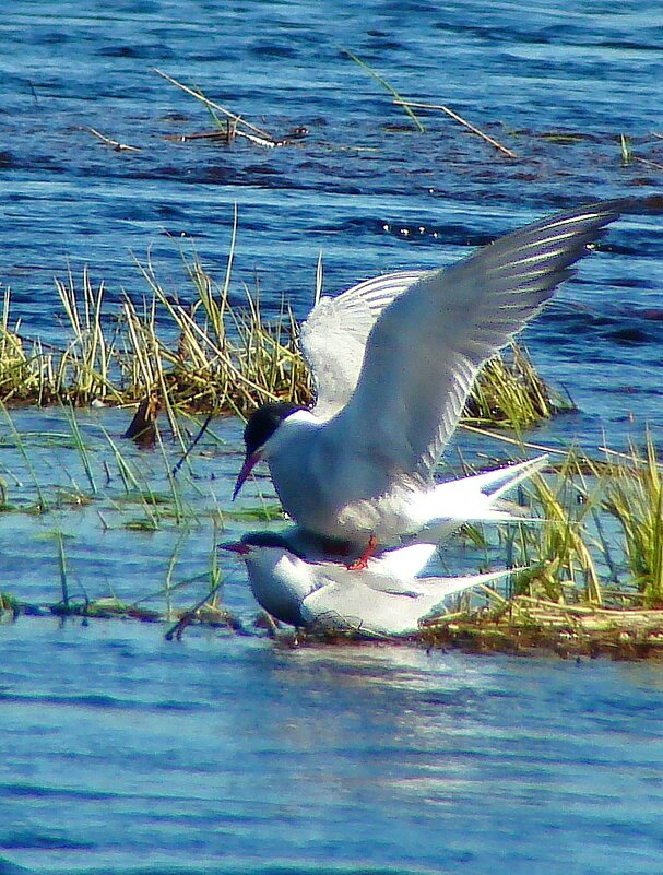 речные крачки - gawrilа - dan