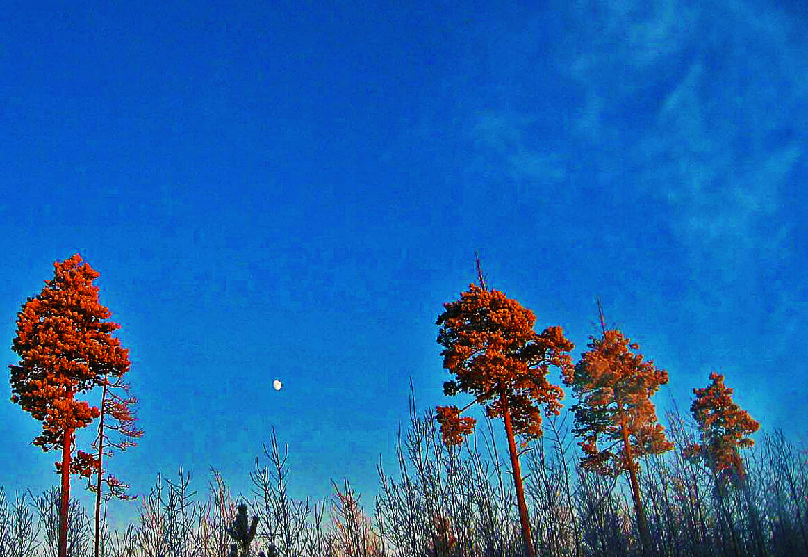 Январь..Зимний вечер в тайге! - Владимир Январь..Зимний вечер в тайге! - Владимир