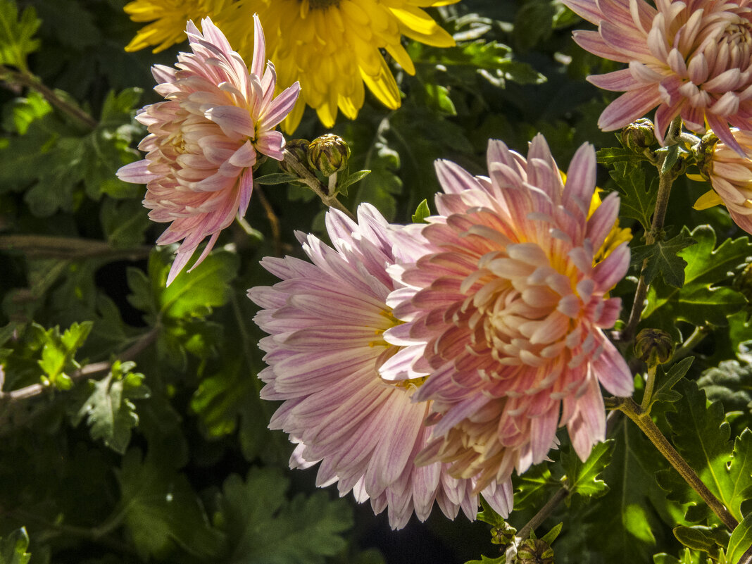 Хризантемы нашего палисада - Валентин Семчишин Хризантемы нашего палисада - Валентин Семчишин