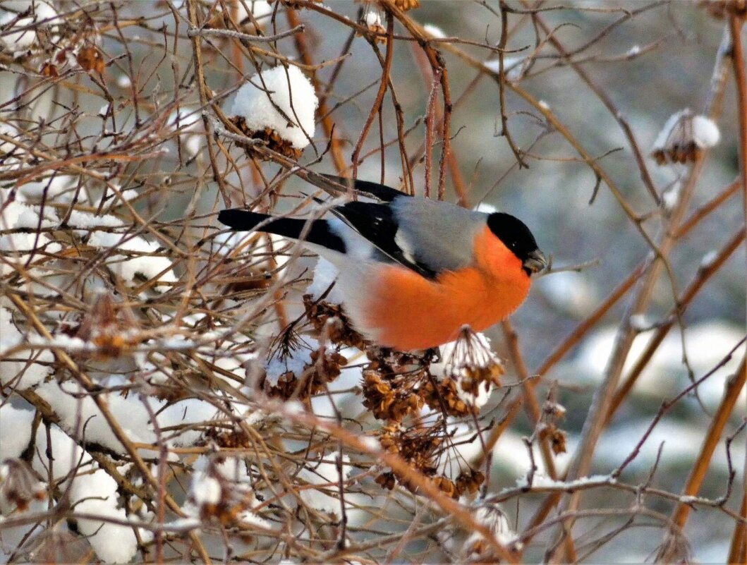 Снегирь - Ольга Митрофанова Снегирь - Ольга Митрофанова