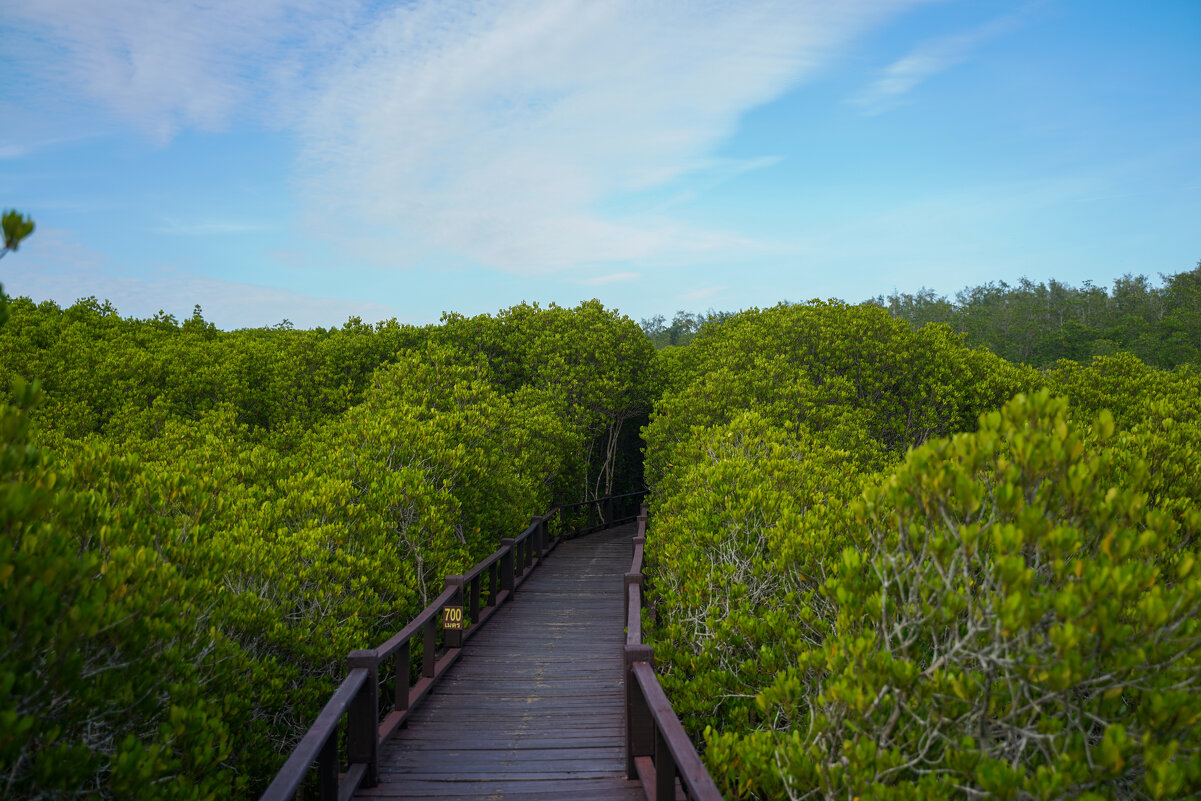 Мангровый лес в Пранбури (Pranburi Forest Park) - Иван Литвинов