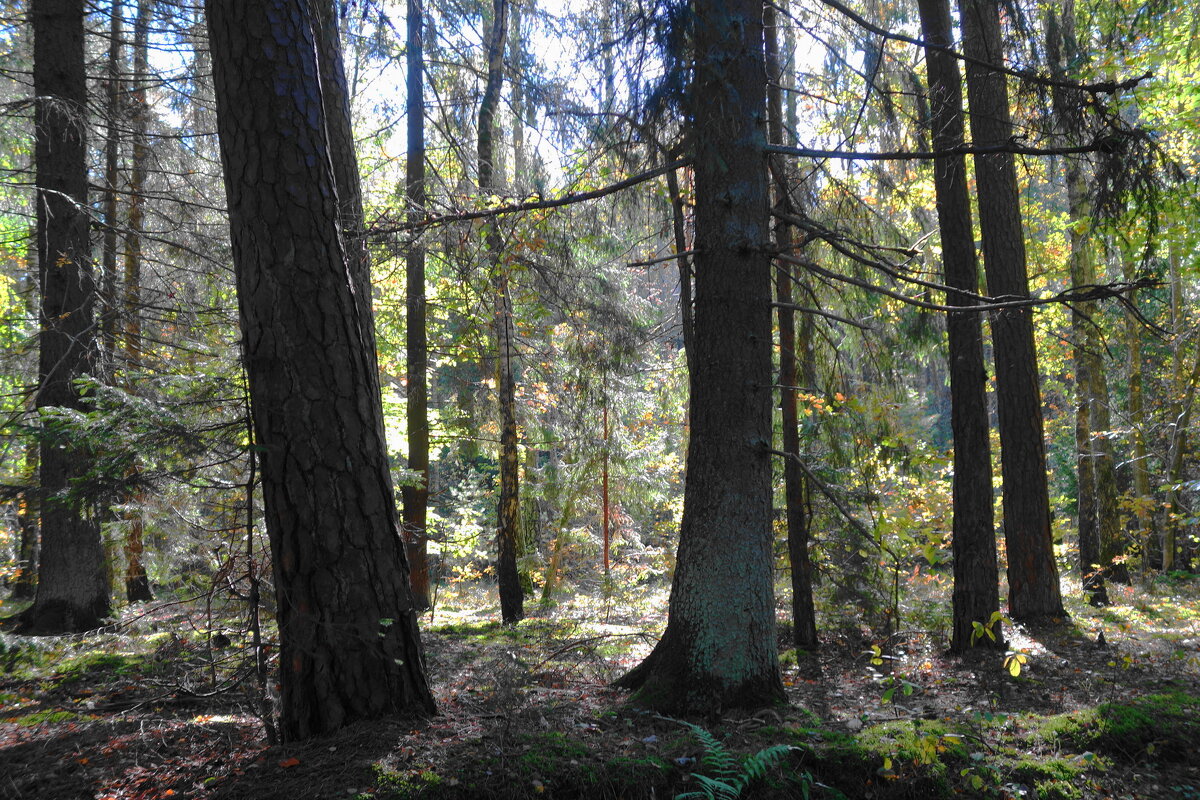 Лесные зарисовки - Рита Симонова