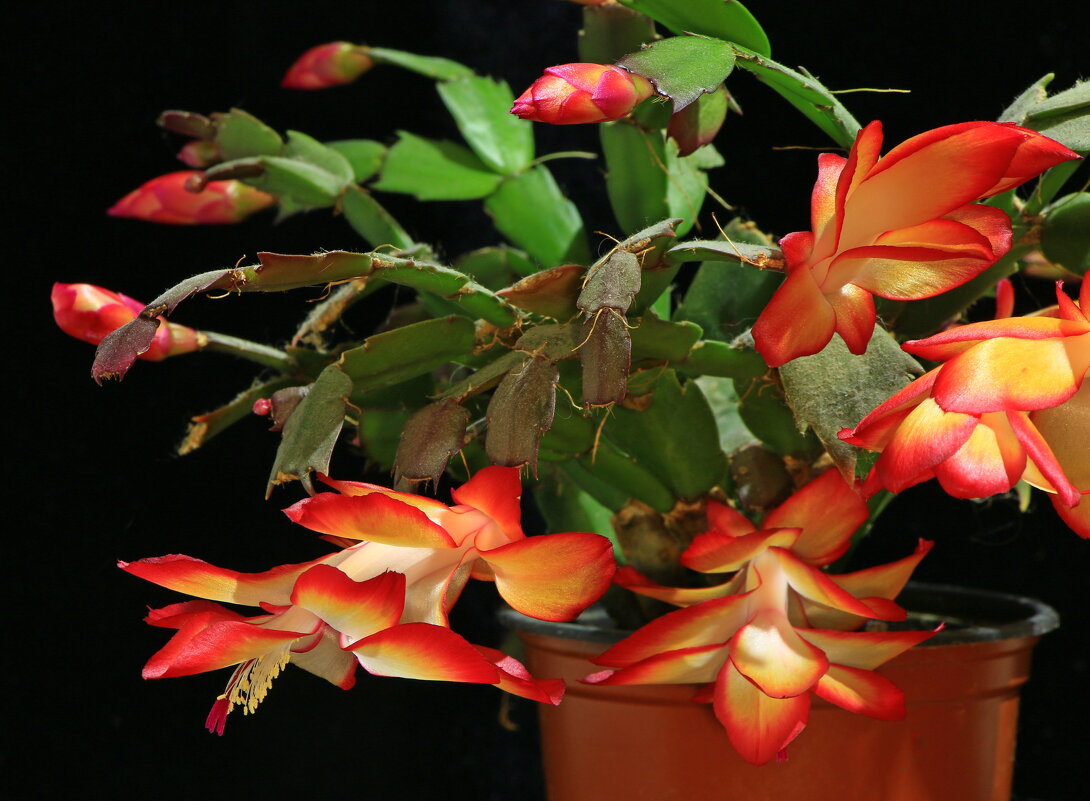 декабрист - Игорь Kуленко