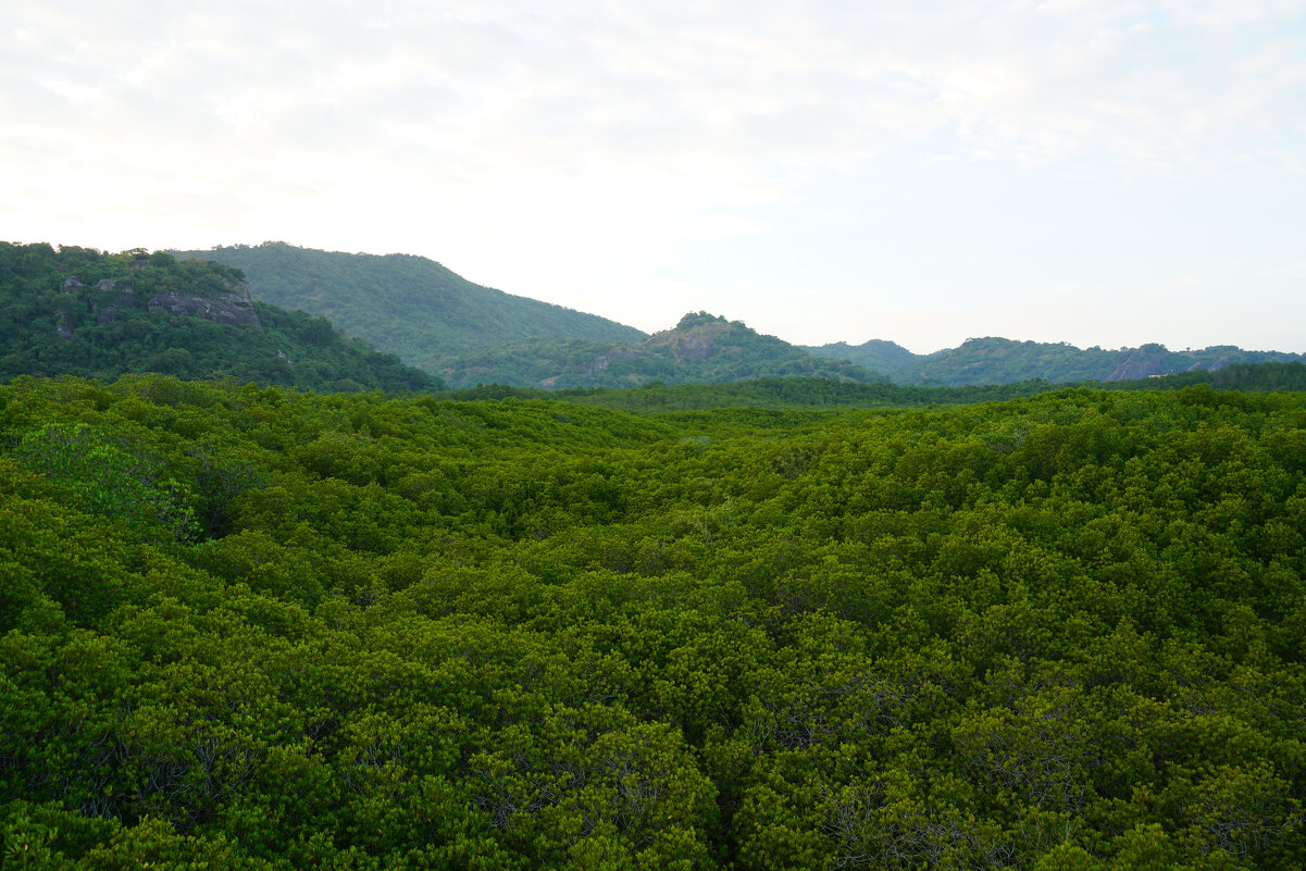 Мангровый лес в Пранбури (Pranburi Forest Park) - Иван Литвинов