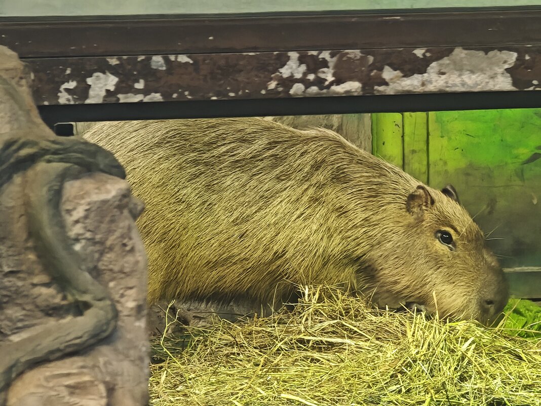 Капибара - <<< Наташа >>> Капибара - <<< Наташа >>>