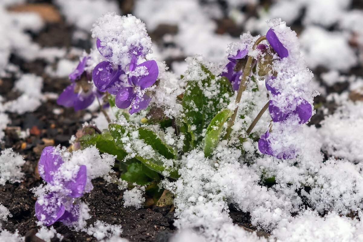 ***** - Виталий Емельянов ***** - Виталий Емельянов