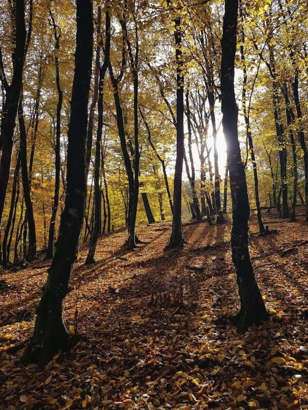 Ноябрь. Пластунка Сочи - Tata Wolf Ноябрь. Пластунка Сочи - Tata Wolf