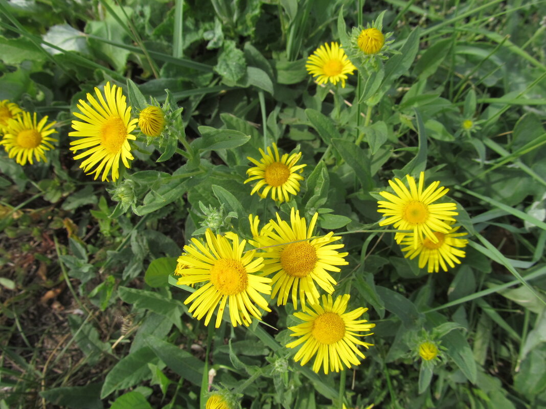 солнышки - Елена Шаламова солнышки - Елена Шаламова