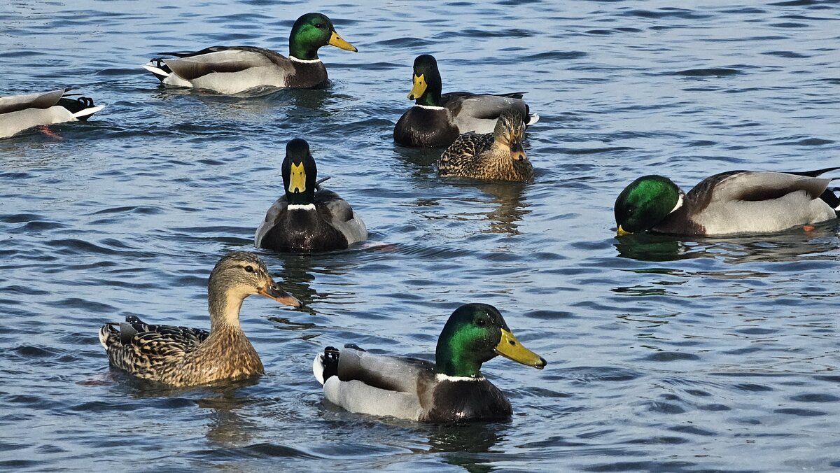 Дикие утки в море. - Светлана 13.06. Дикие утки в море. - Светлана 13.06.