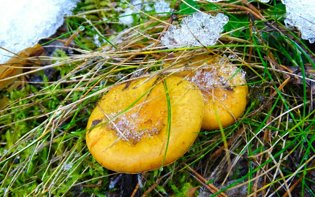 Грибы из-под снега. - Милешкин Владимир Алексеевич Грибы из-под снега. - Милешкин Владимир Алексеевич