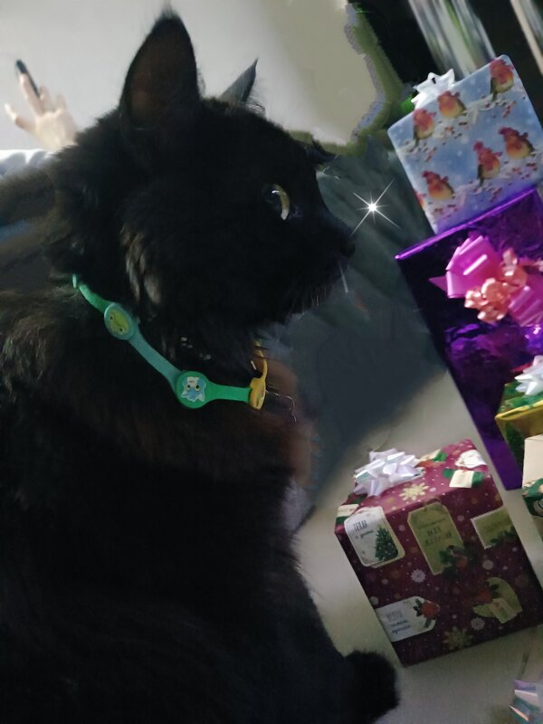 Йоркский шоколадный =) - Наталья Йоркский шоколадный =) - Наталья