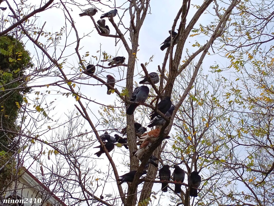 Адлер. Имеретинская (Олимпийская) набережная. ФТ Сириус - Нина Бутко Адлер. Имеретинская (Олимпийская) набережная. ФТ Сириус - Нина Бутко