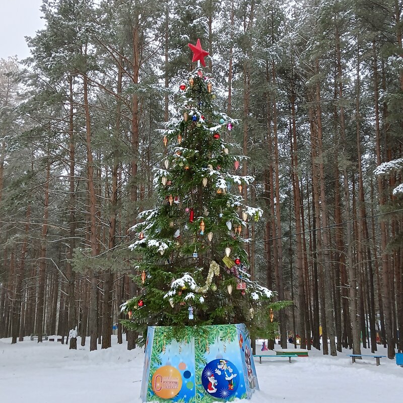 елка в городском парке - Владимир 