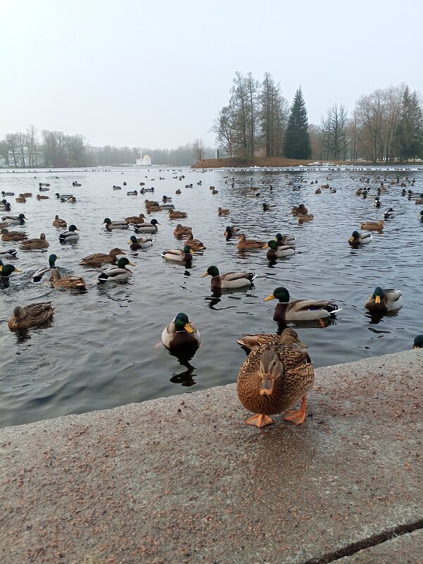 Утки - Сапсан 