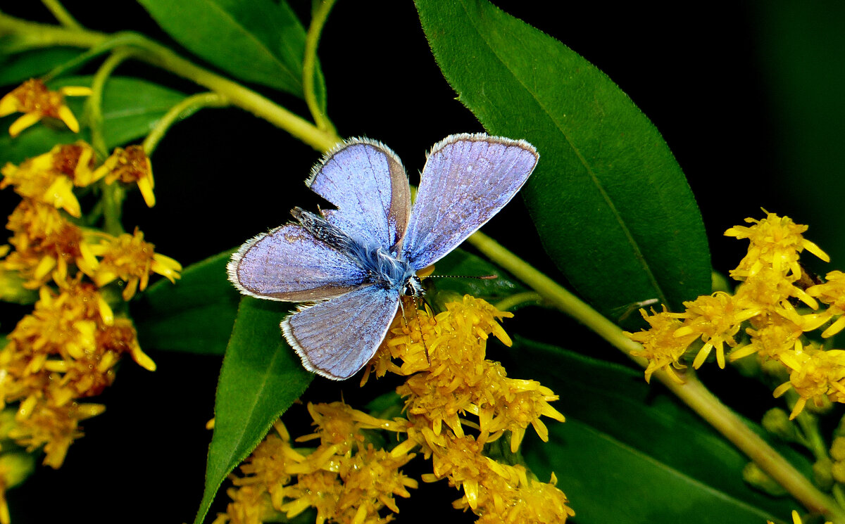 опять про бабочек 141 - Александр Прокудин