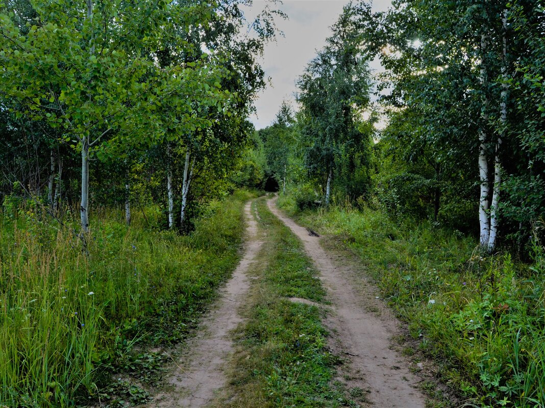 Новочебоксарск. Утро в молодом березняке западных окрестностей города. - Пётр Чернега