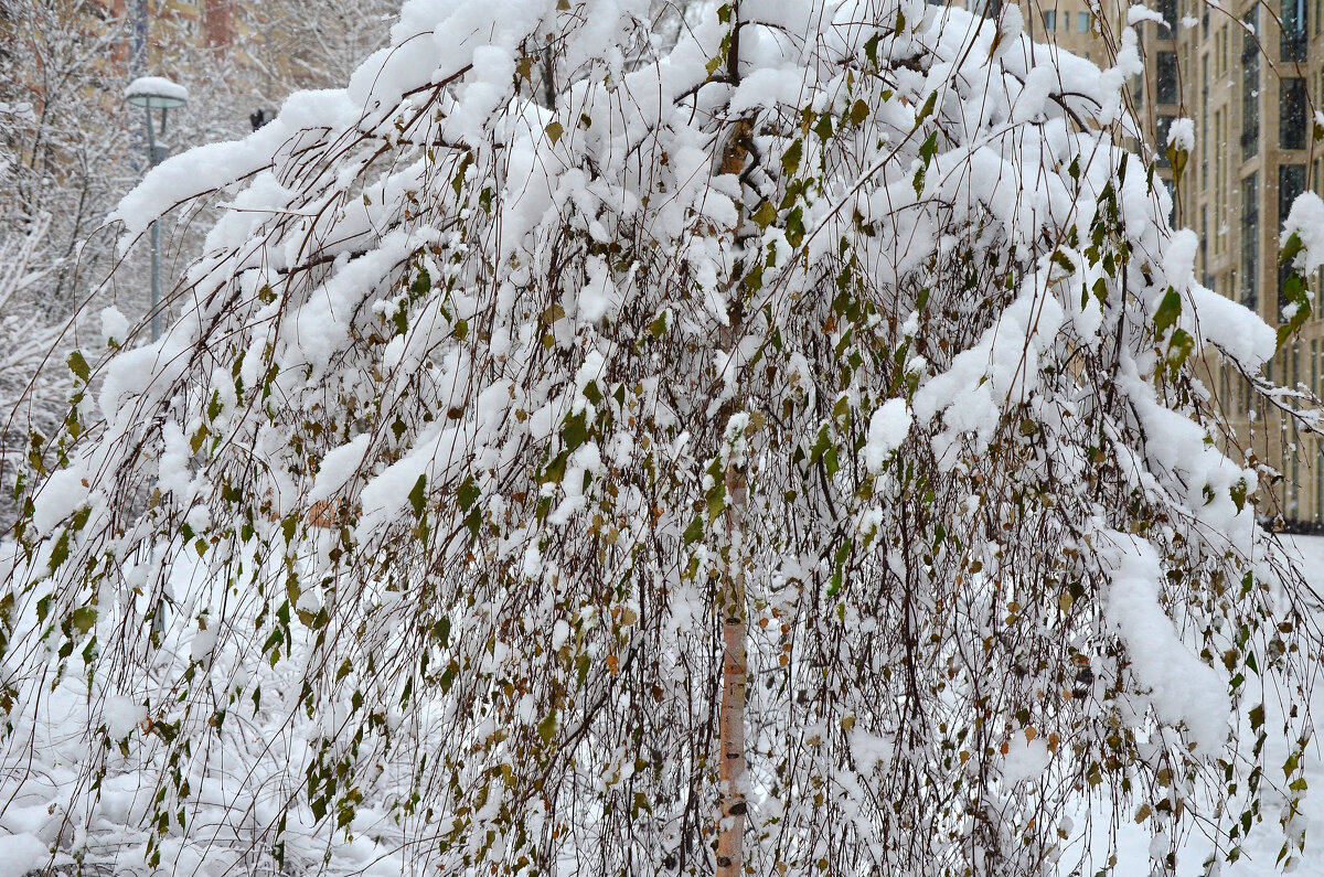Москва предновогодняя, 31 декабря 2024г. - Наташа ***** Москва предновогодняя, 31 декабря 2024г. - Наташа *****