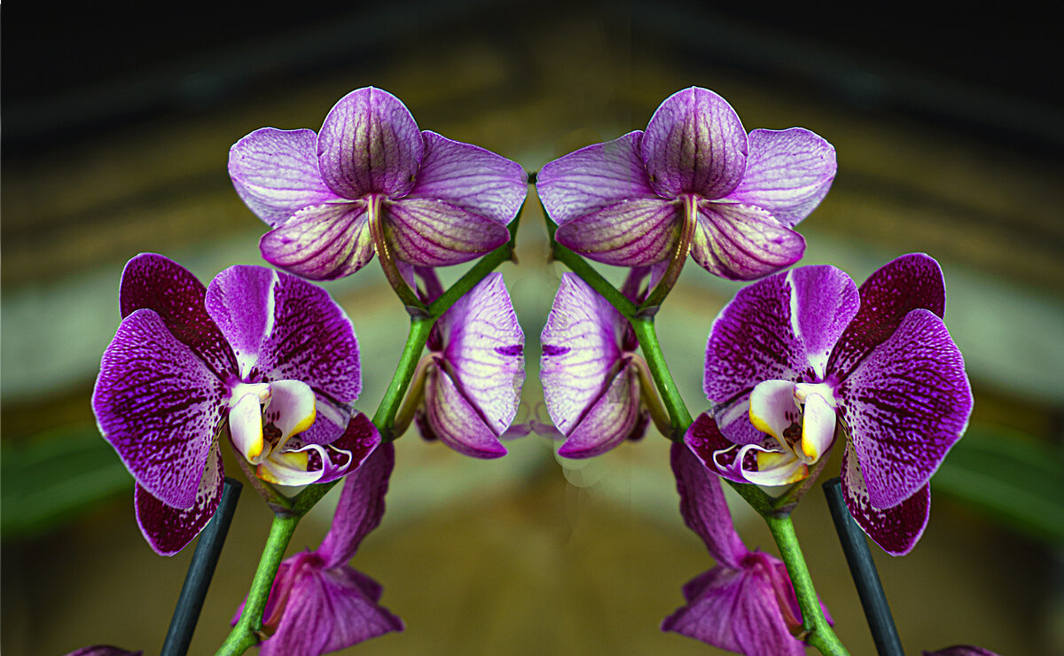 ОРХИДЕЯ - Владимир Кроливец