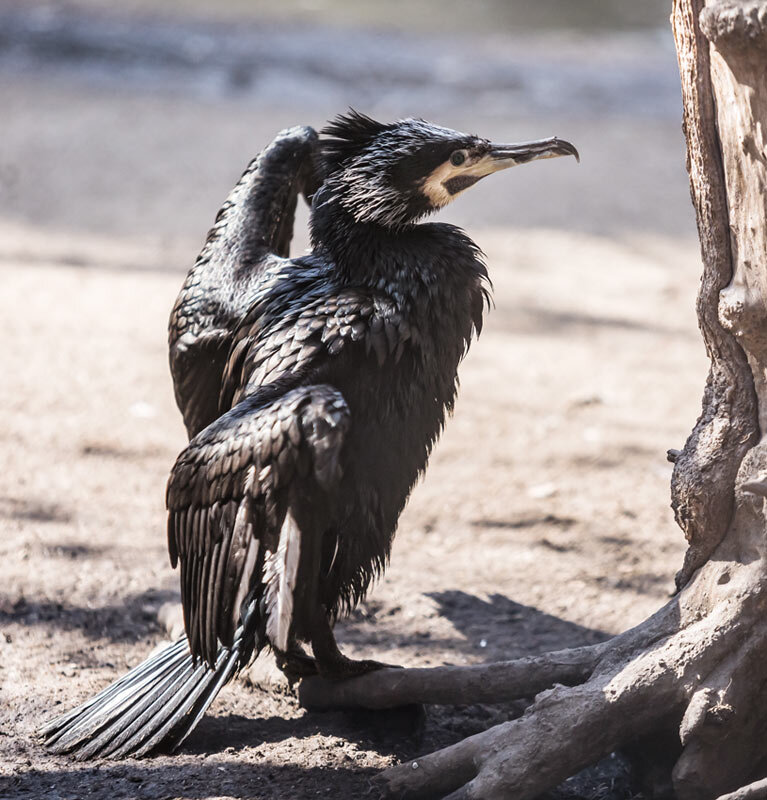 Баклан - SanSan 