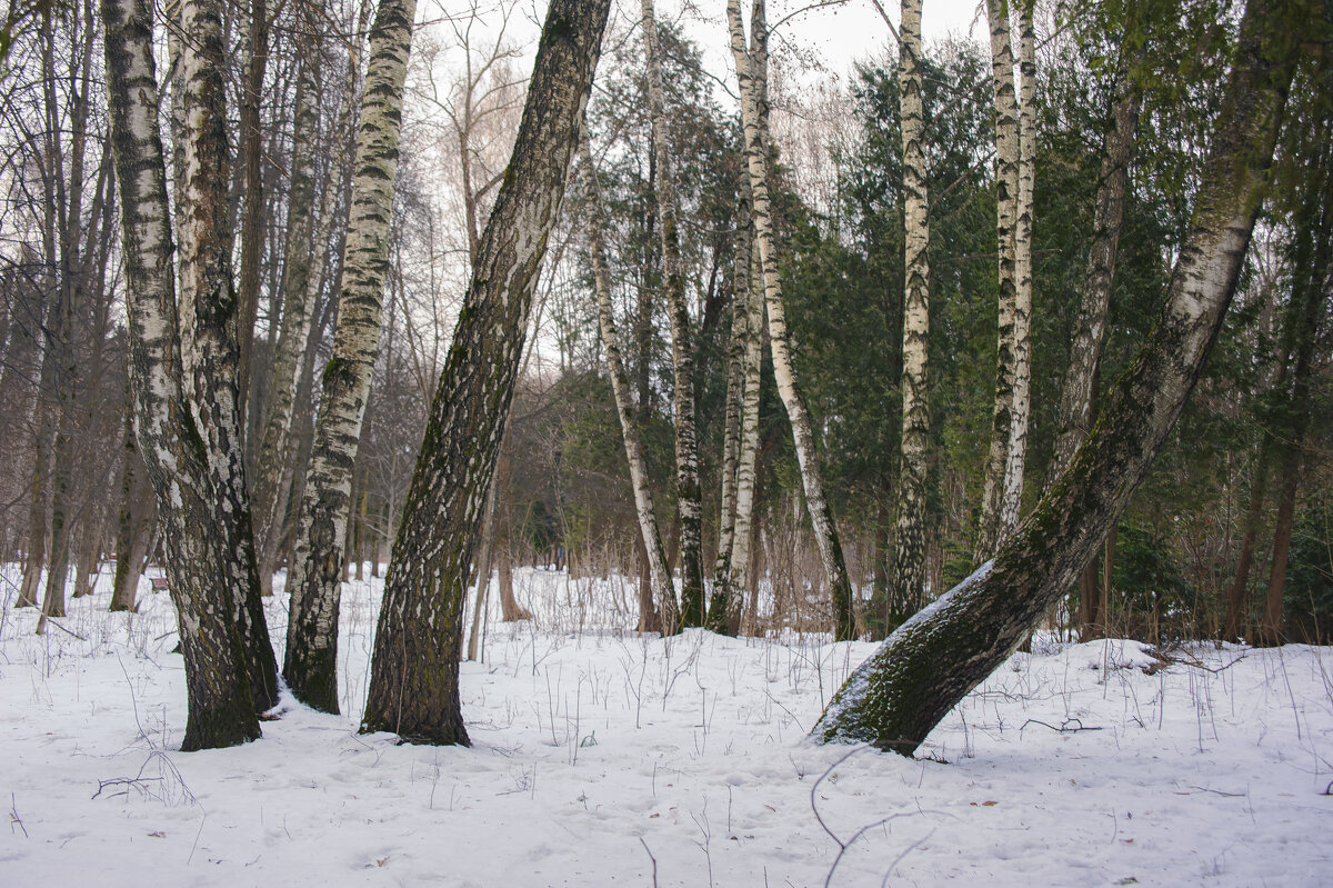 В зимнем парке. - Николай 