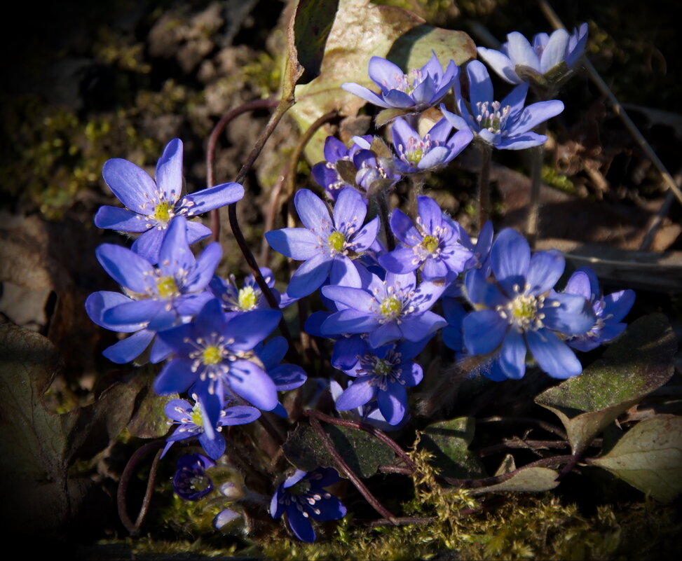 Печеночница - lady v.ekaterina Печеночница - lady v.ekaterina