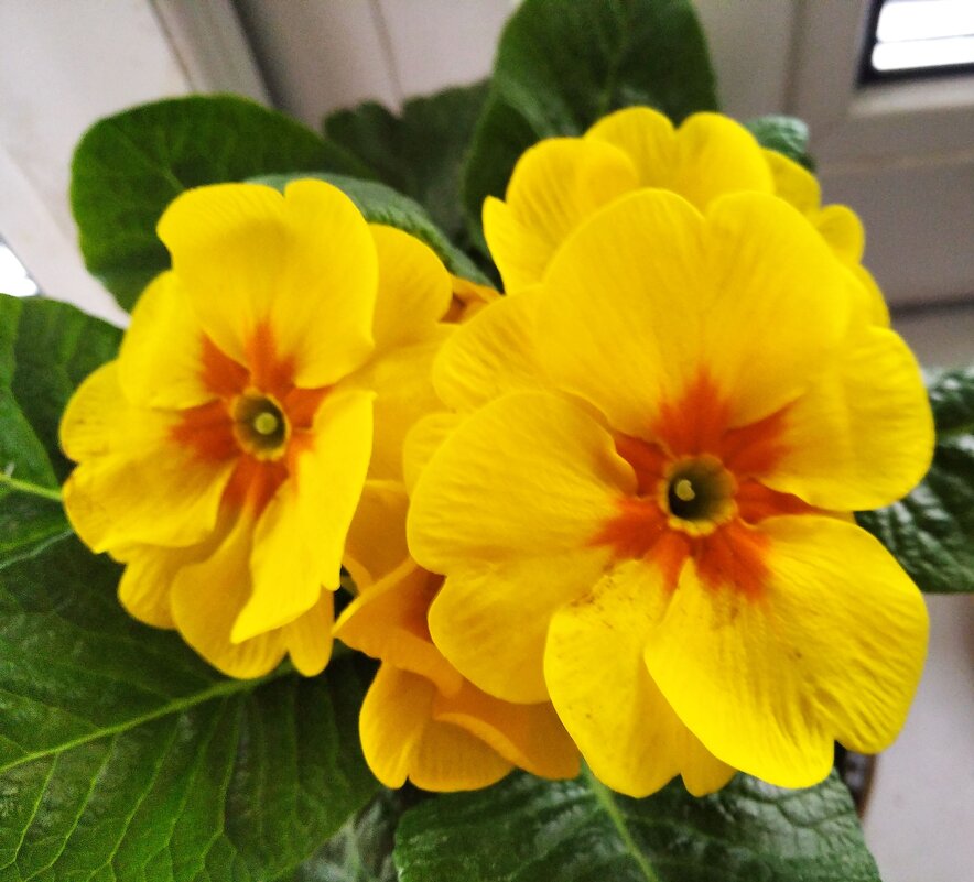 Солнечные - Елена Семигина Солнечные - Елена Семигина