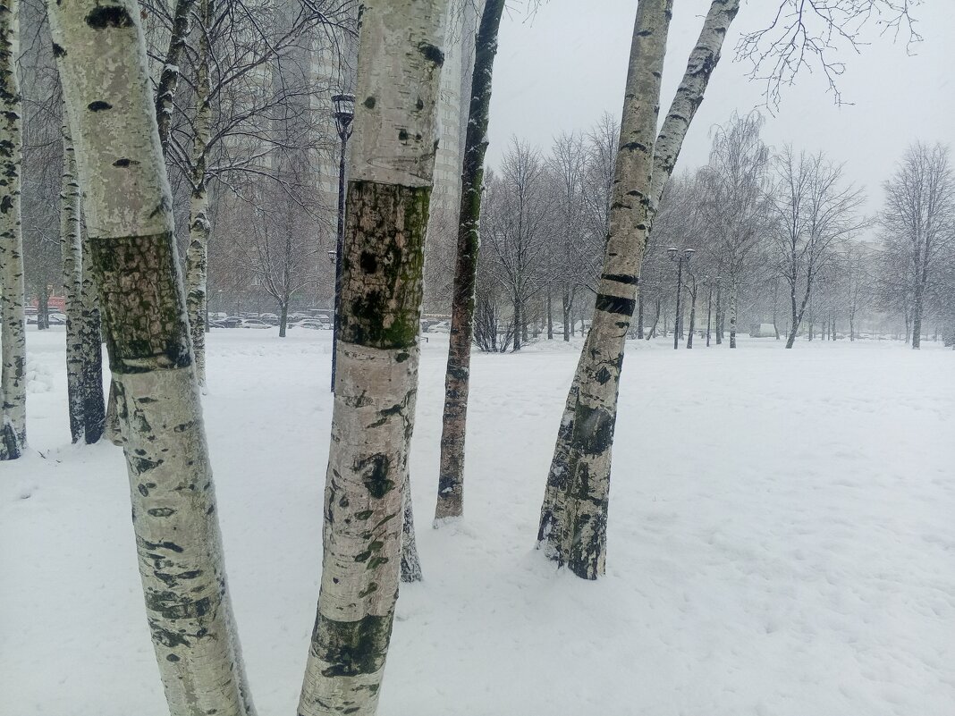 Снегопад - Сапсан 