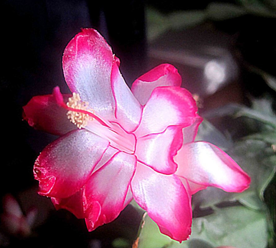 Декабртист - Елена Семигина Декабртист - Елена Семигина