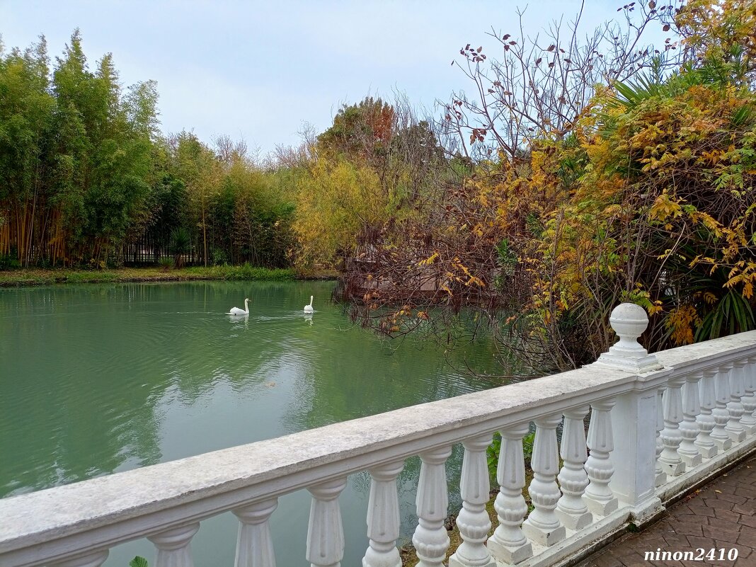 Адлер. Дендропарк "Южные культуры" - Нина Бутко Адлер. Дендропарк "Южные культуры" - Нина Бутко