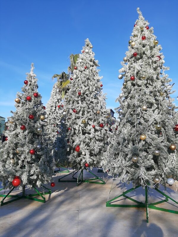 НОВЫЙ ГОД В СОЧИ - Tata Wolf