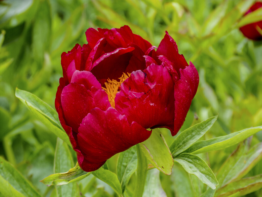 Красный древовисный пион - Валентин Семчишин Красный древовисный пион - Валентин Семчишин