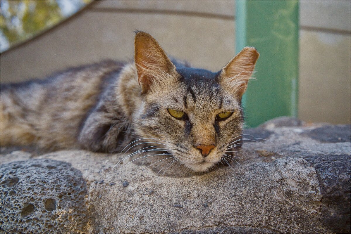 кот-кошка, лев львица, тигр-тигрица - ujgcvbif 