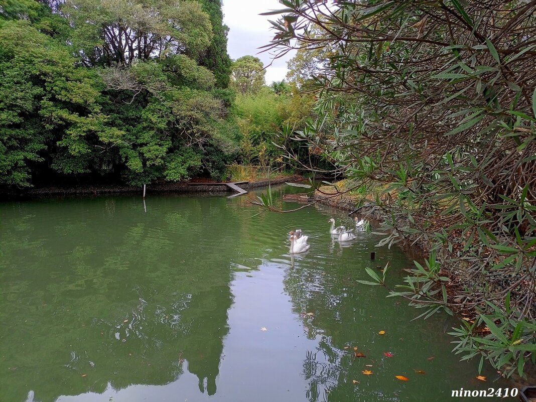 Адлер. Дендропарк "Южные культуры" - Нина Бутко Адлер. Дендропарк "Южные культуры" - Нина Бутко