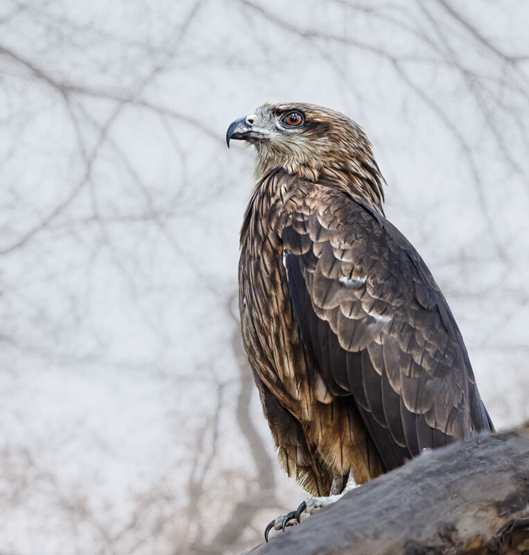 Коршун - SanSan 