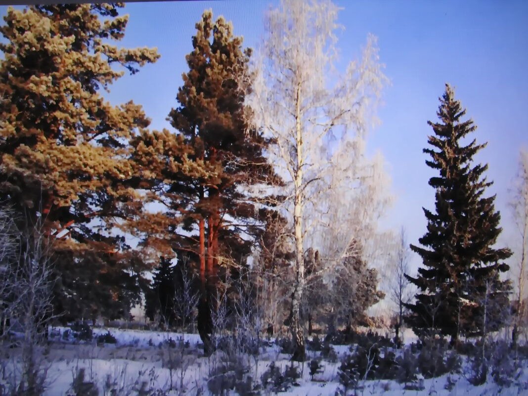 В лесу - Людмила Смородинская В лесу - Людмила Смородинская