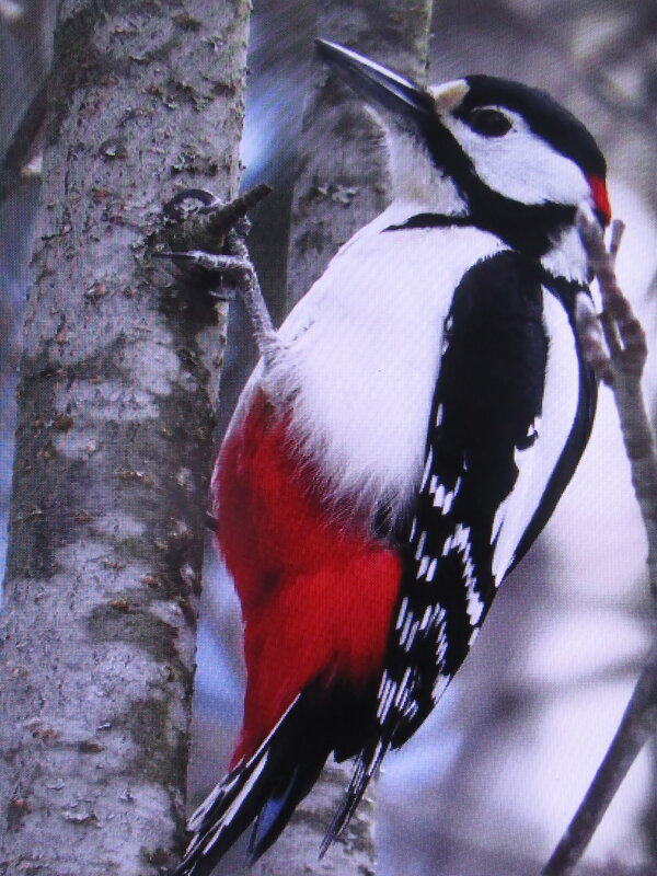 Стукач прилетел - Людмила Смородинская Стукач прилетел - Людмила Смородинская