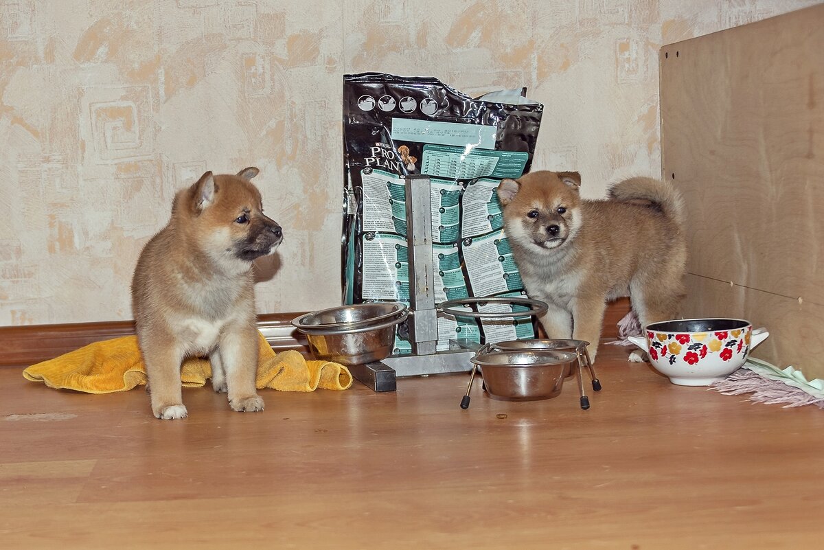 Сибушки - Валерий Иванович