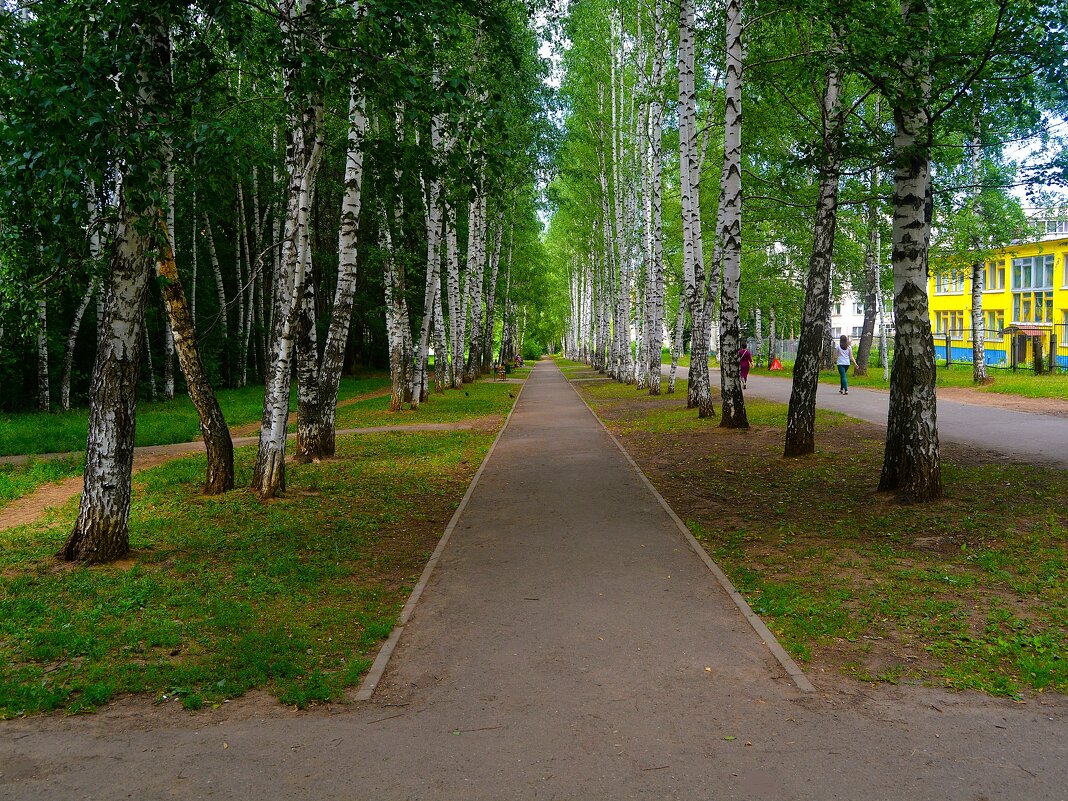 Чебоксары. Берёзовая аллея улицы Гузовского. - Пётр Чернега Чебоксары. Берёзовая аллея улицы Гузовского. - Пётр Чернега