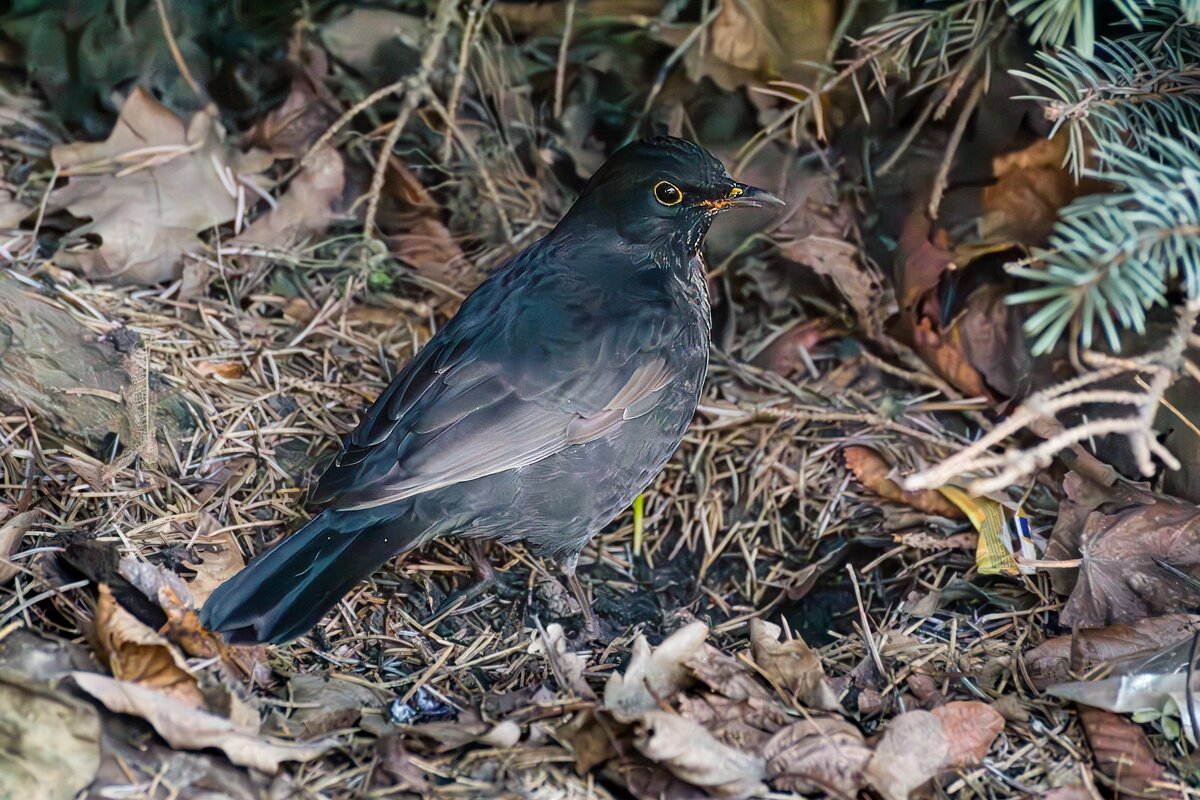 Черный дрозд - Игорь Сикорский Черный дрозд - Игорь Сикорский