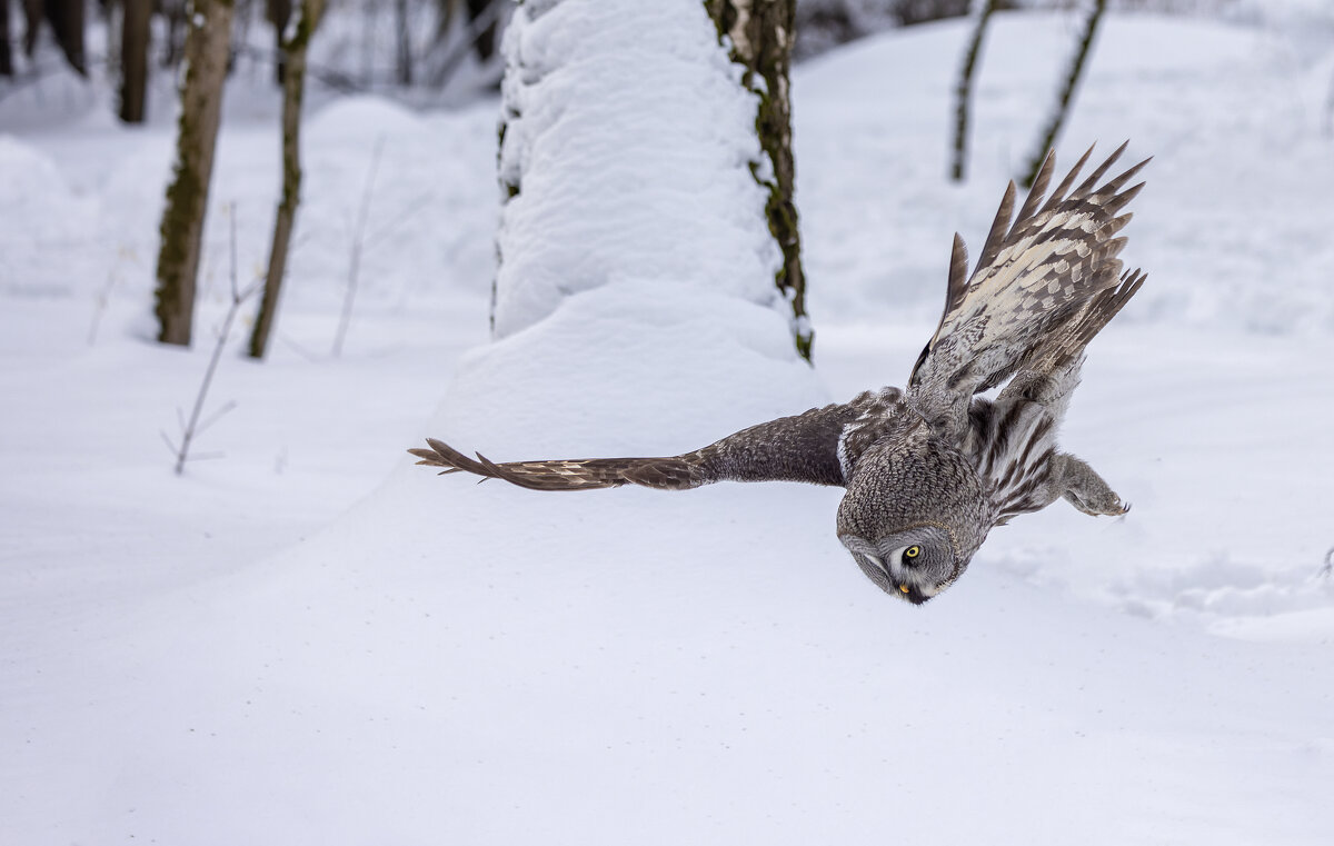 бородатая неясыть. - юрий макаров бородатая неясыть. - юрий макаров
