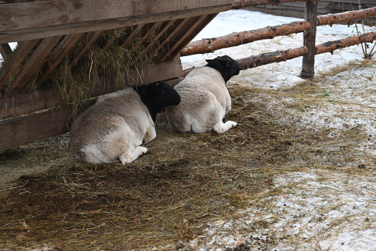 .. - Митяй Митрич