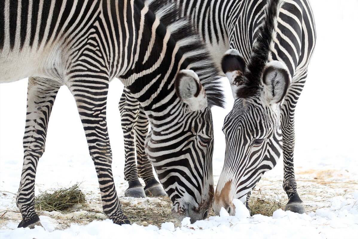 зебры - Михаил Бибичков зебры - Михаил Бибичков