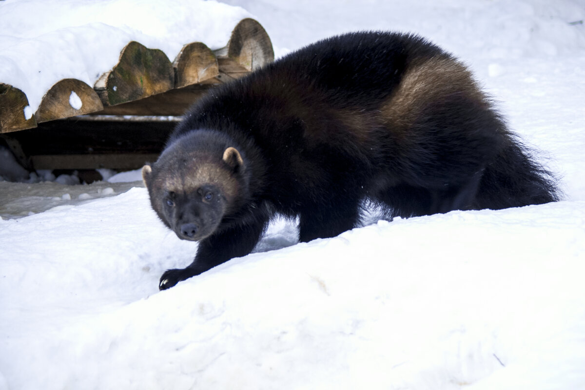 Мой город ЗИМА - РОСОМАХА - Владимир Максимов