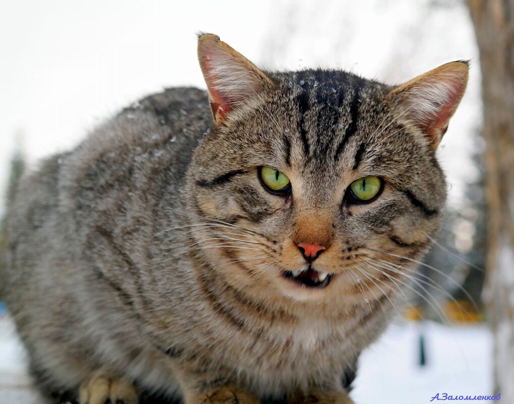 Да крещёный я, крещёный! Колбаску давай! :-) - Андрей Заломленков