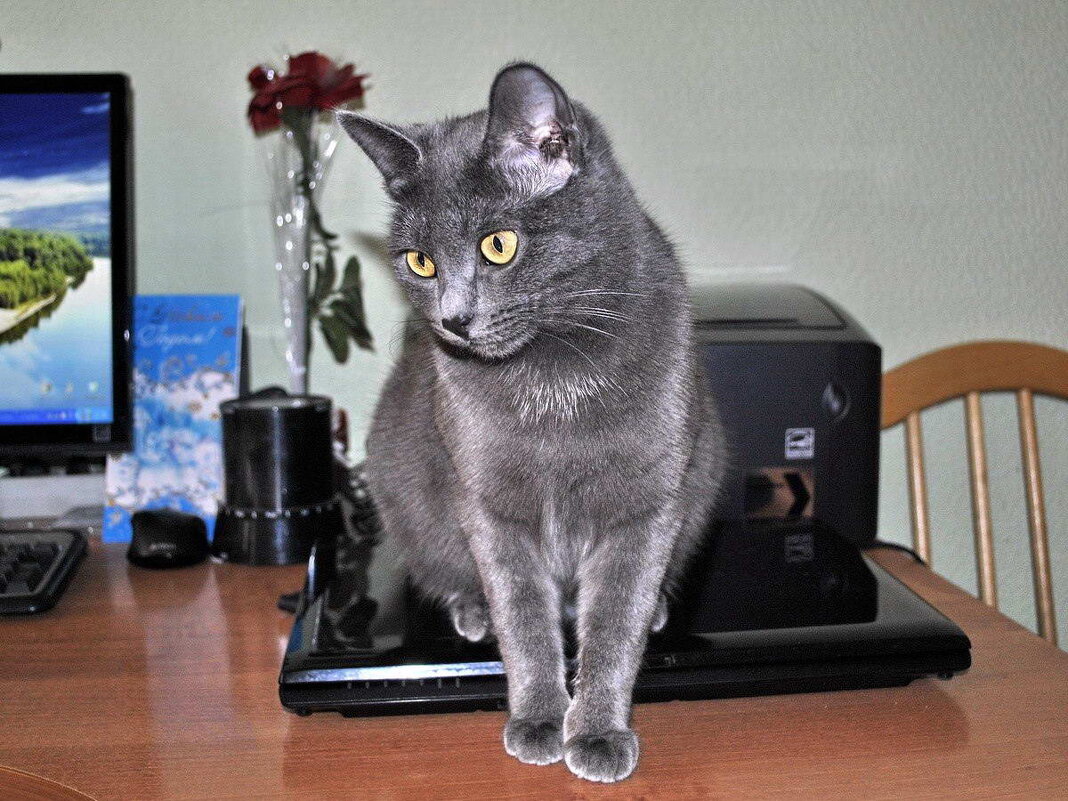 Масяня. - Алексей Бубнов