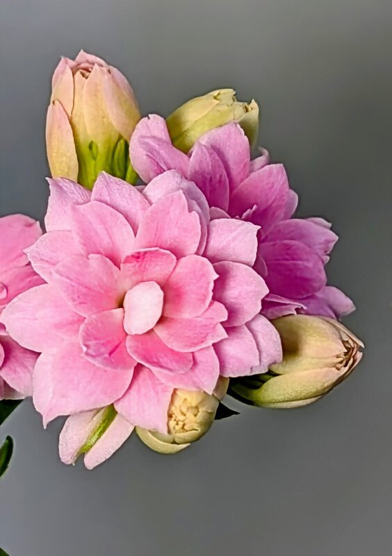 *** - Хэлен *** *** - Хэлен ***