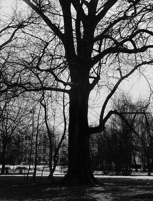 Долгожитель городского парка. - Василий Палий Долгожитель городского парка. - Василий Палий