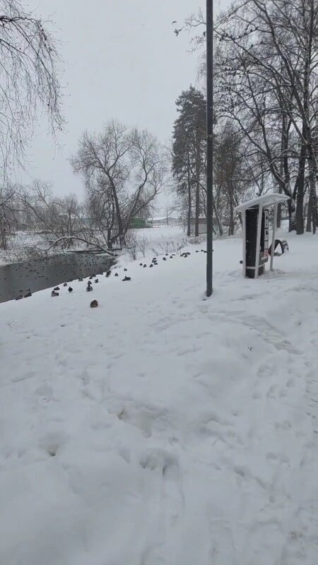 В зимнем парке - Ирэн 